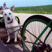 Hershal the dog’s 2012 RAGBRAI adventure