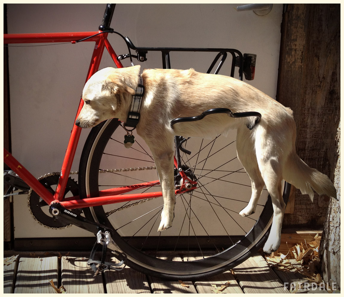 bike pannier dog carrier