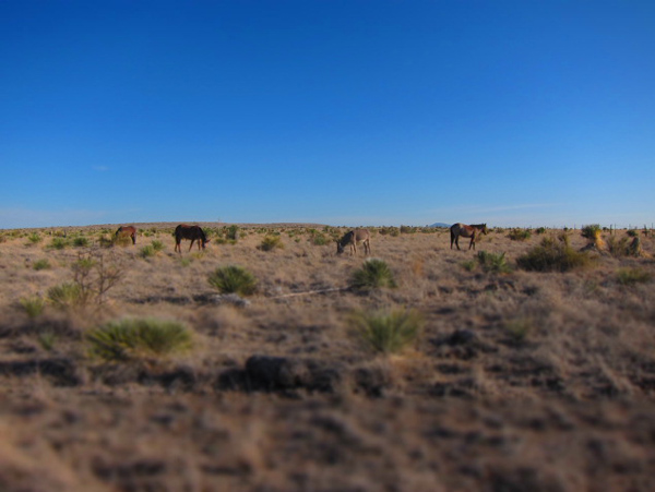 Horses on the desert courses.