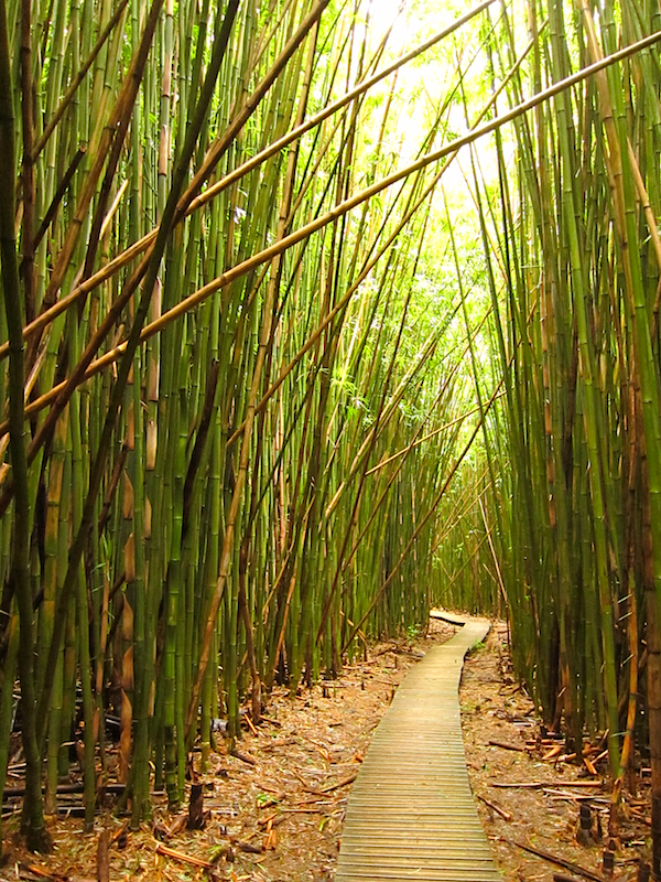 The path board-walked through bamboo