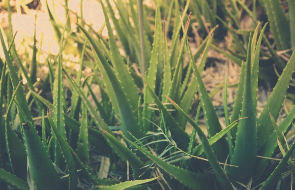 This is what Aloe looks like for those who don’t know, and is great for sunburn.