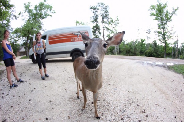 day4 fawn