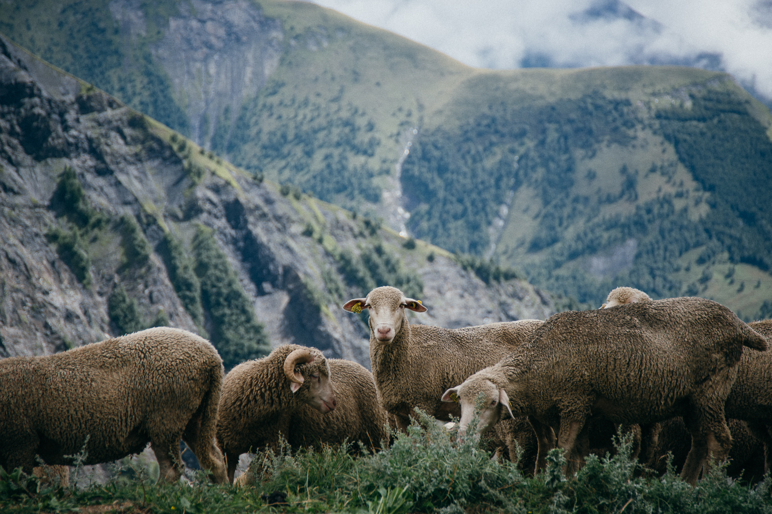 Sheep on Col de Sarenne